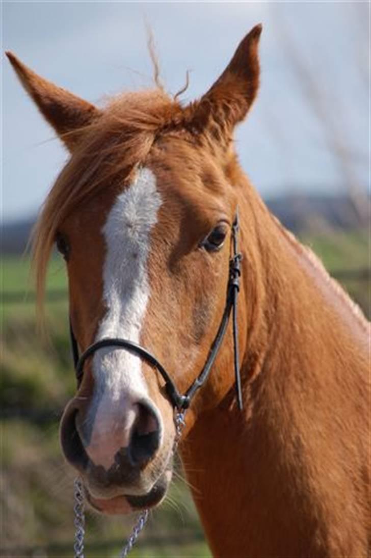 Arabisk fuldblod (OX) Mercedes ox  - 15.04.2008 billede 7