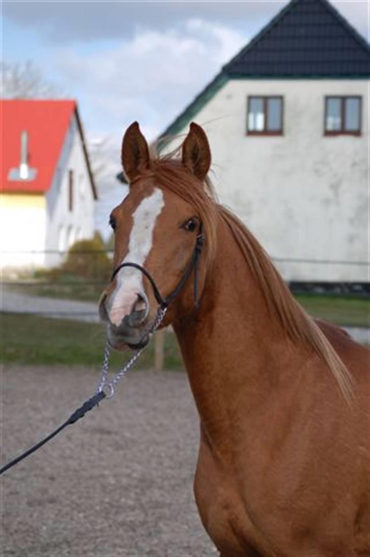 Arabisk fuldblod (OX) Mercedes ox  - 15.04.2008 billede 11