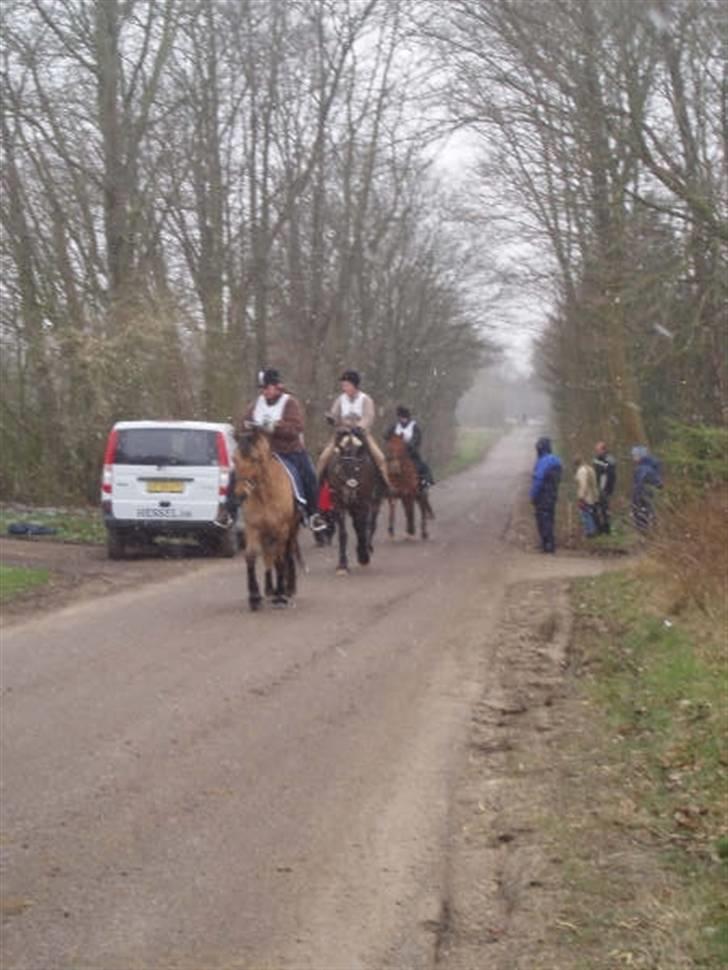 Anden særlig race Vesterhedes Charmeur  - I mål... Nu skal dyrlægekontrolen bare overståes.. billede 11