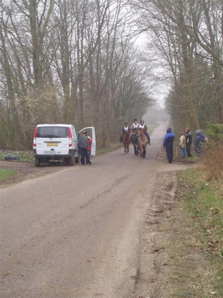 Anden særlig race Vesterhedes Charmeur  - På vej i mål billede 13