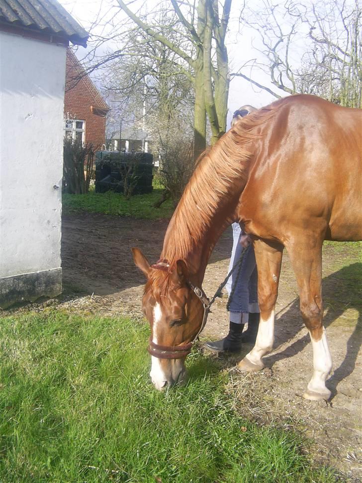 Dansk Varmblod johan gejlgård *RIP* - en sidste tot græs til johan =´( billede 19