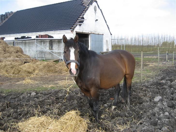 Dansk Varmblod Mette Mølholm "RIP" billede 7