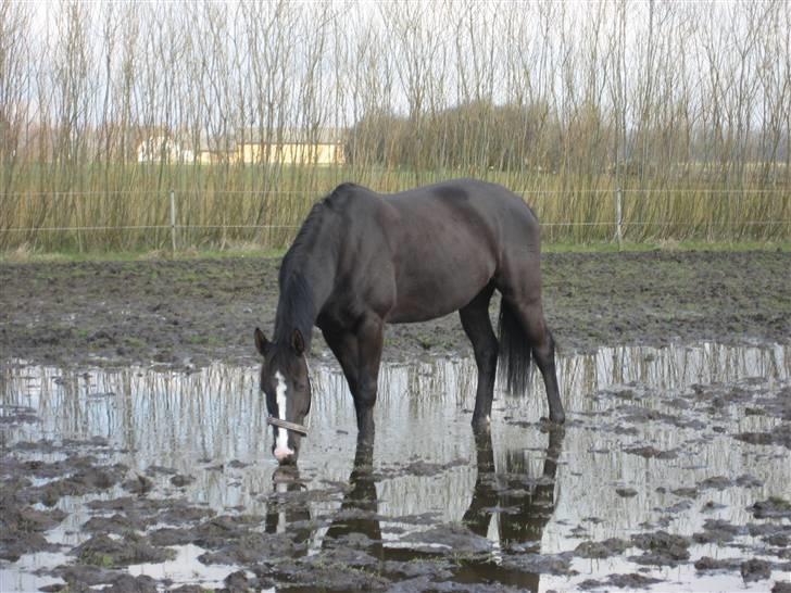 Dansk Varmblod Malue Åbo billede 4