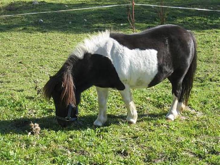 Shetlænder Stjernen's Malou <3 billede 18