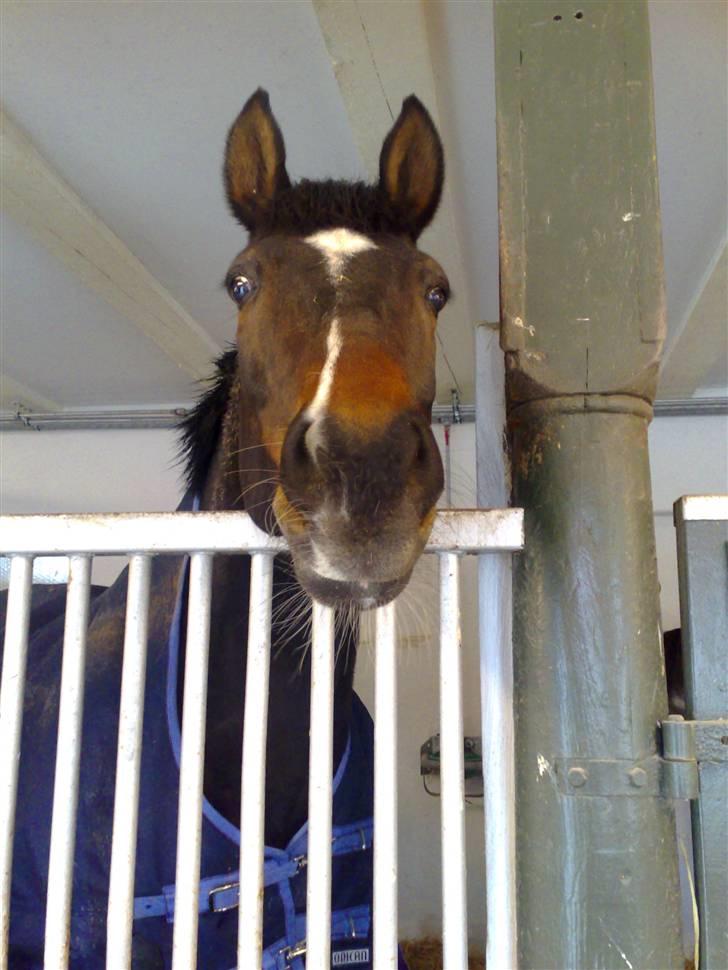 Dansk Varmblod Heslegård's Ludvig billede 17