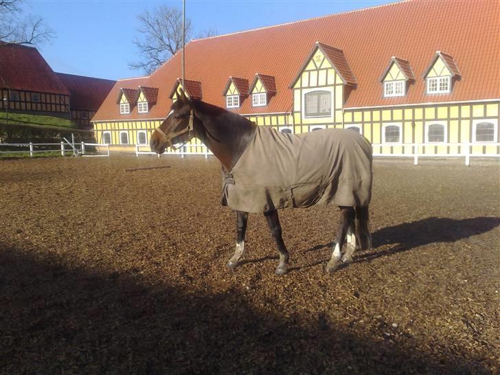 Dansk Varmblod Heslegård's Ludvig billede 18
