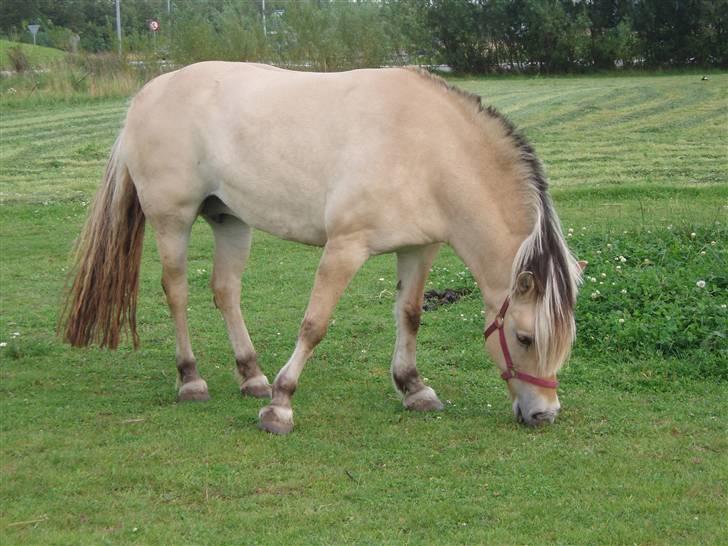 Fjordhest †Josefine'Møldrup R.i.P.† - skønne josefine en sommer dag<3 billede 1