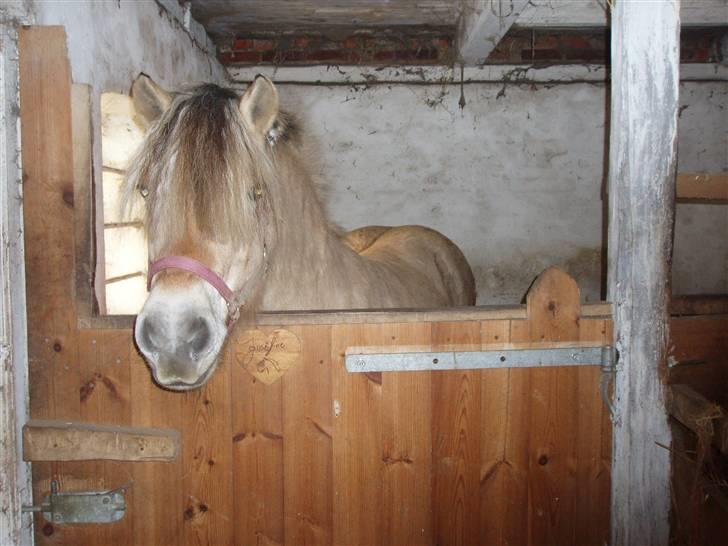 Fjordhest †Josefine'Møldrup R.i.P.† billede 3