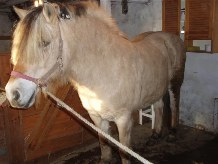 Fjordhest †Josefine'Møldrup R.i.P.† billede 4