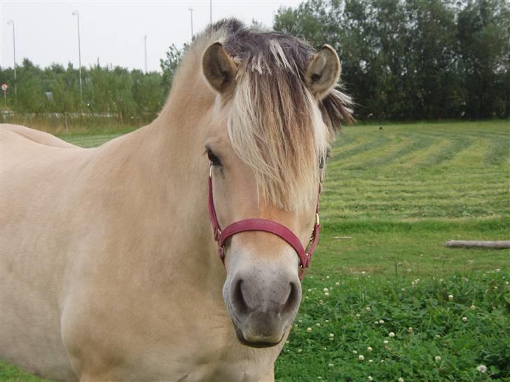 Fjordhest †Josefine'Møldrup R.i.P.† billede 7