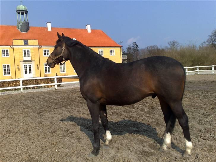 Dansk Varmblod Heslegård's Ludvig billede 19