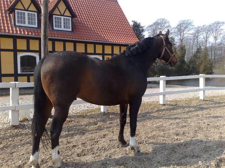 Dansk Varmblod Heslegård's Ludvig billede 20