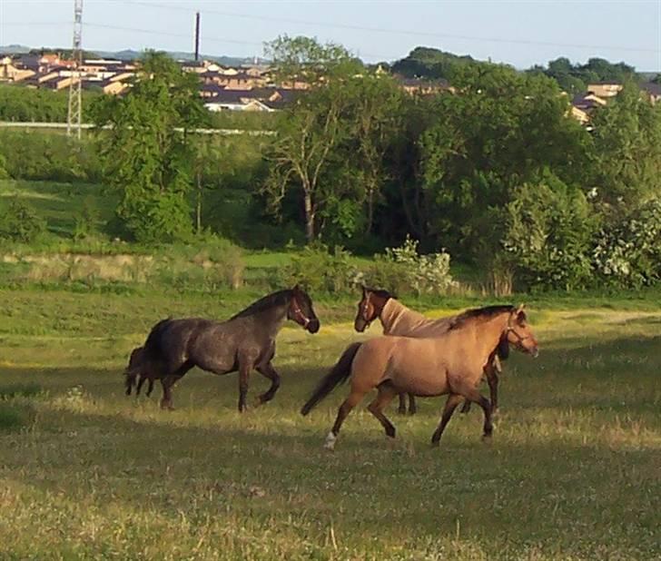 Anden særlig race Freja - Freja, Sally og Benno. Juni 2008 billede 5