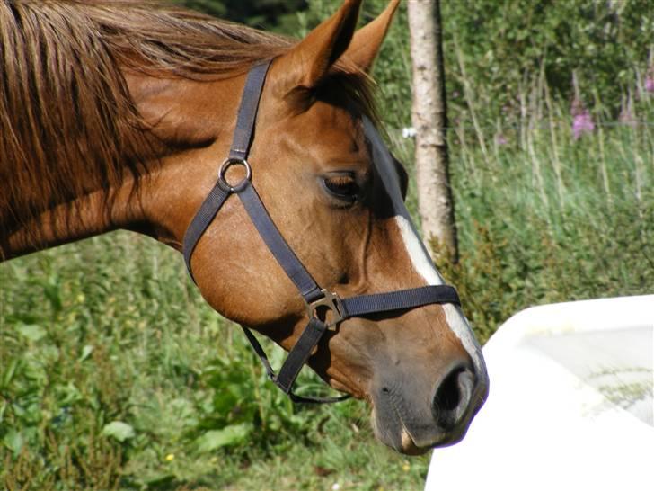 Dansk Varmblod Dianna - kommentar og bedømmelse er altid dejligt folkens xD billede 1