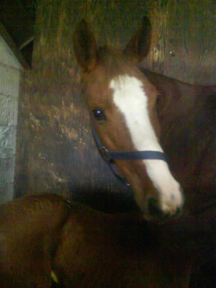 Dansk Varmblod Dianna billede 2