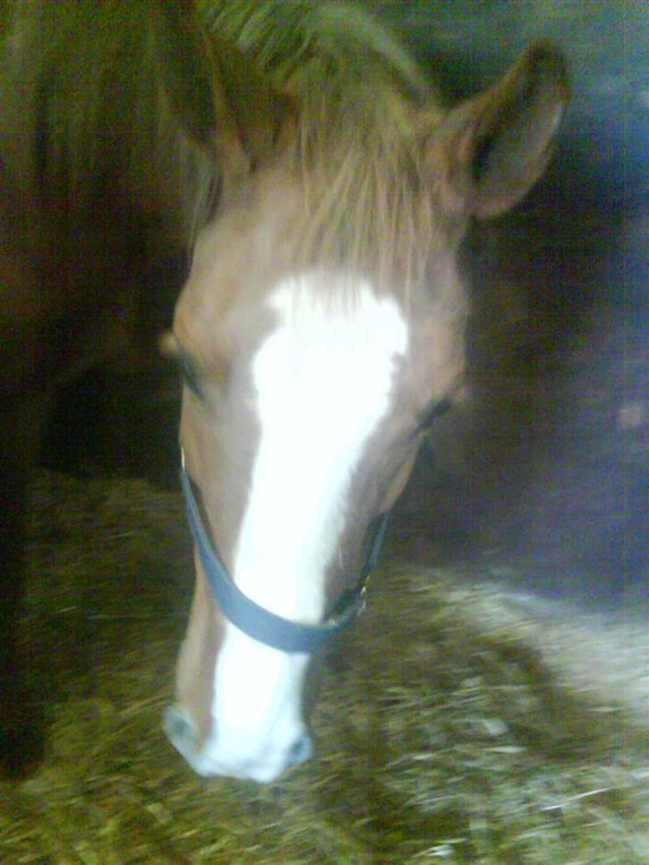 Dansk Varmblod Dianna billede 3