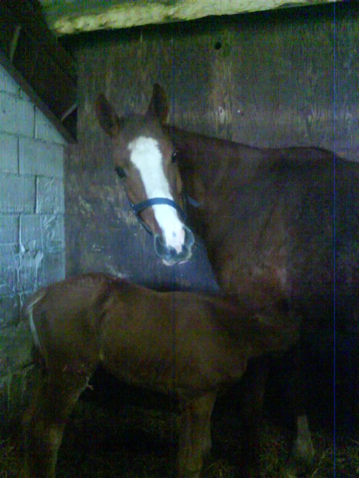 Dansk Varmblod Dianna billede 4