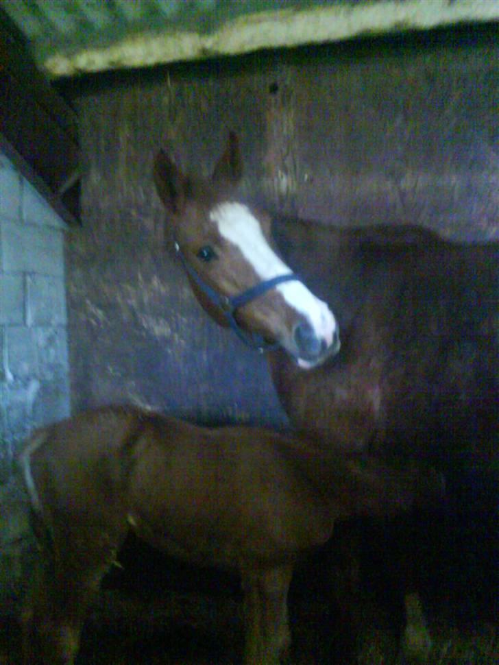 Dansk Varmblod Dianna billede 5