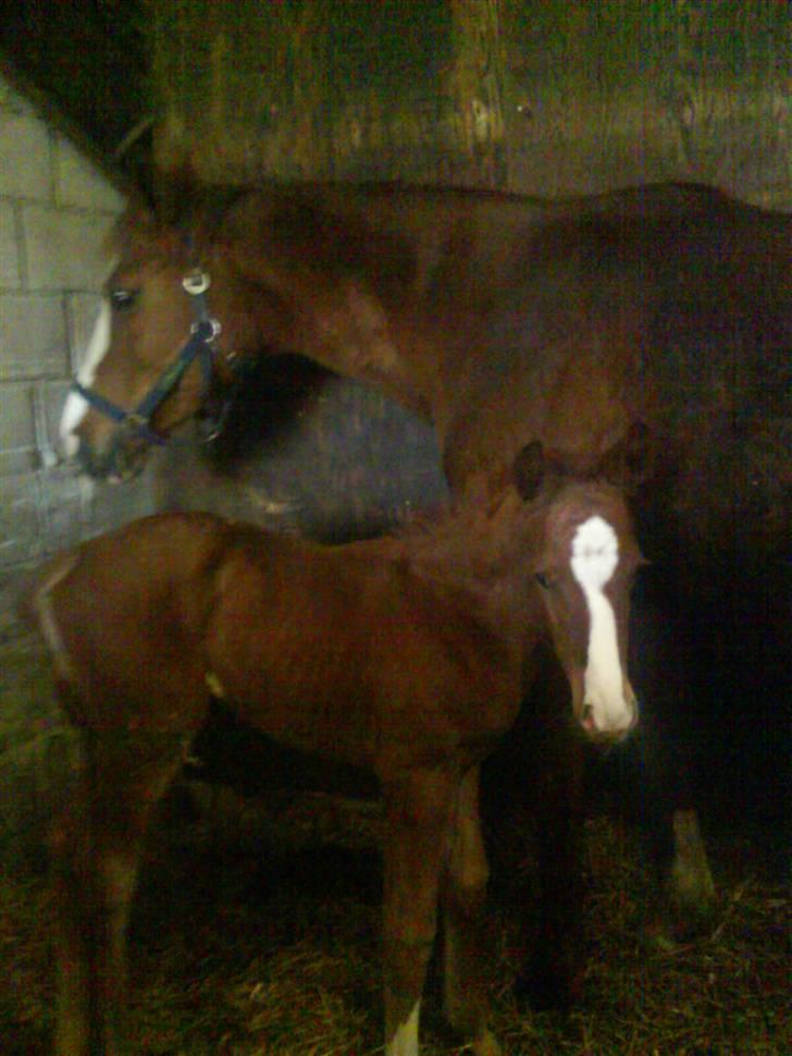 Dansk Varmblod Dianna billede 6