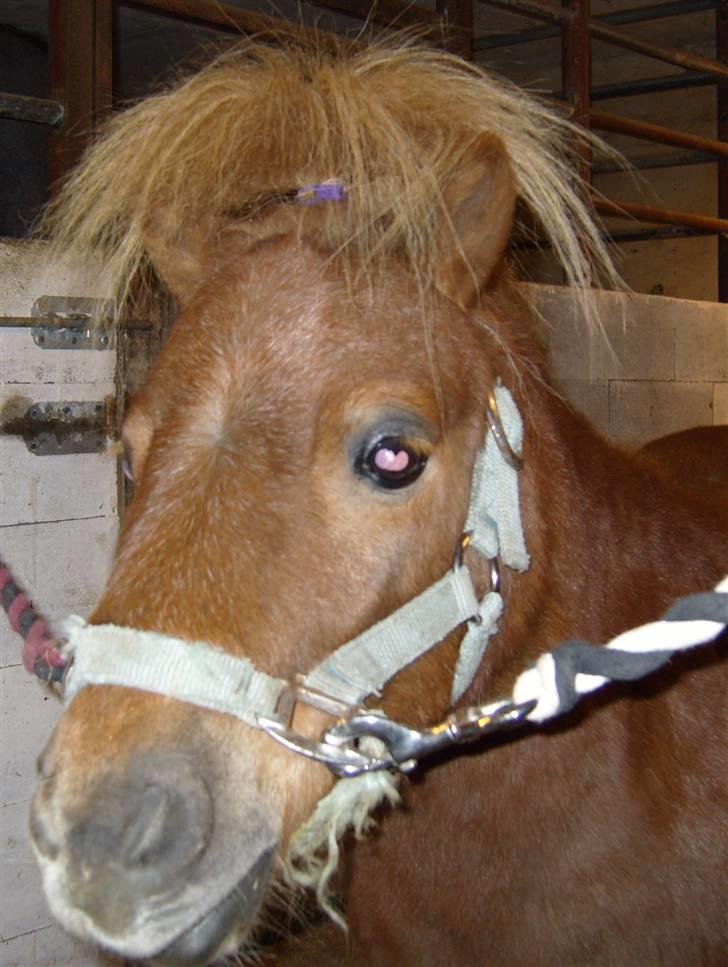 Anden særlig race *Lille-mand* billede 20