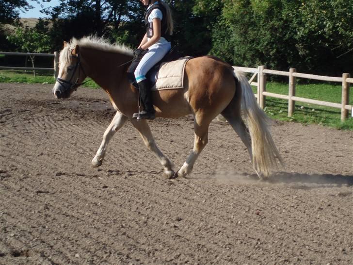 Haflinger Koldborg's Anton Steenberg - <3 billede 3