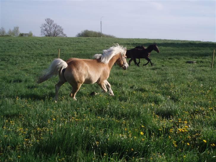 Haflinger Koldborg's Anton Steenberg - NYT: vild hest på sommergræs billede 5