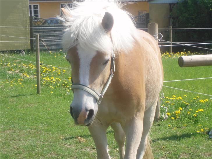Haflinger Koldborg's Anton Steenberg - NYT: d, 9/5 2008 billede 6