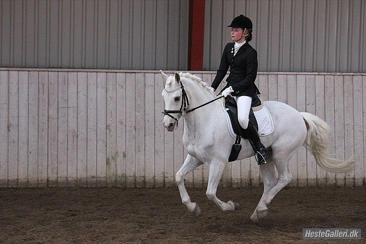 Connemara Veddinge Fit-For-Fight - B pony - SOLGT - Fri galop, SAM rideklub, prm. billede 9