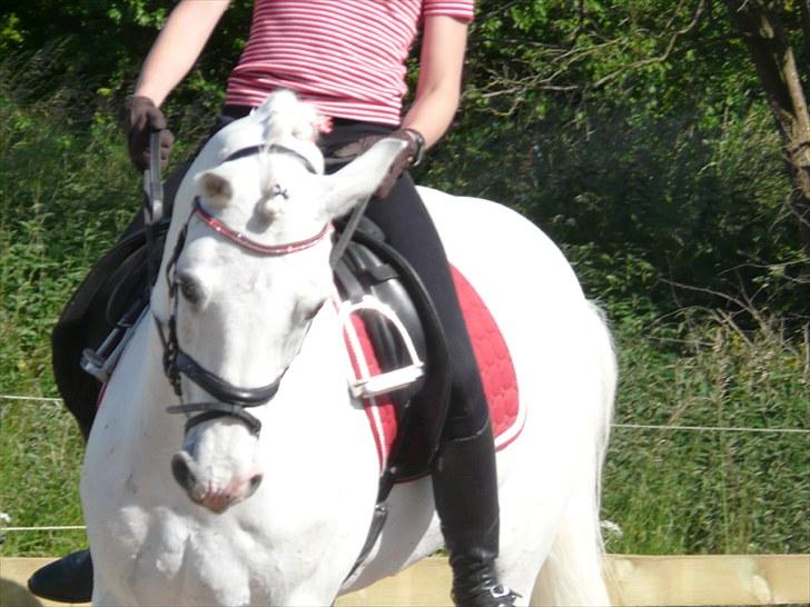 Connemara Veddinge Fit-For-Fight - B pony - SOLGT - Fødselsdags billede :D billede 10