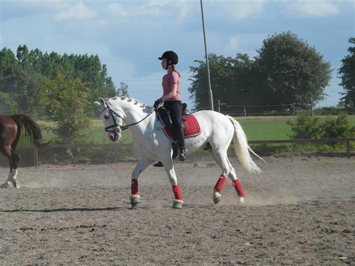 Connemara Veddinge Fit-For-Fight - B pony - SOLGT - Dressur billede 14