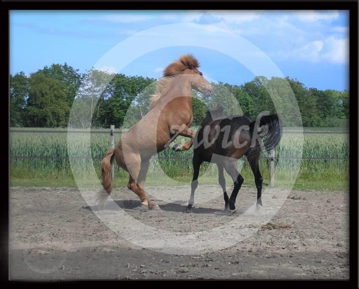 Islænder "Lille hest" - Matti hopper på en af vennerne. billede 15