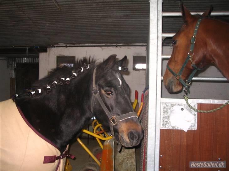 Anden særlig race Mirka Belinda R.I.P billede 16