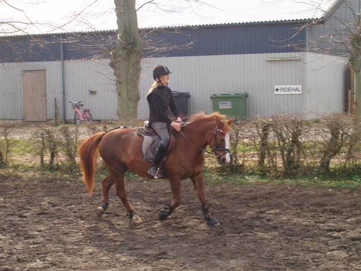 Anden særlig race Feline(Fiffi) *solgt* - feline går dressur :) :-* <3 lækker pony!  billede 19