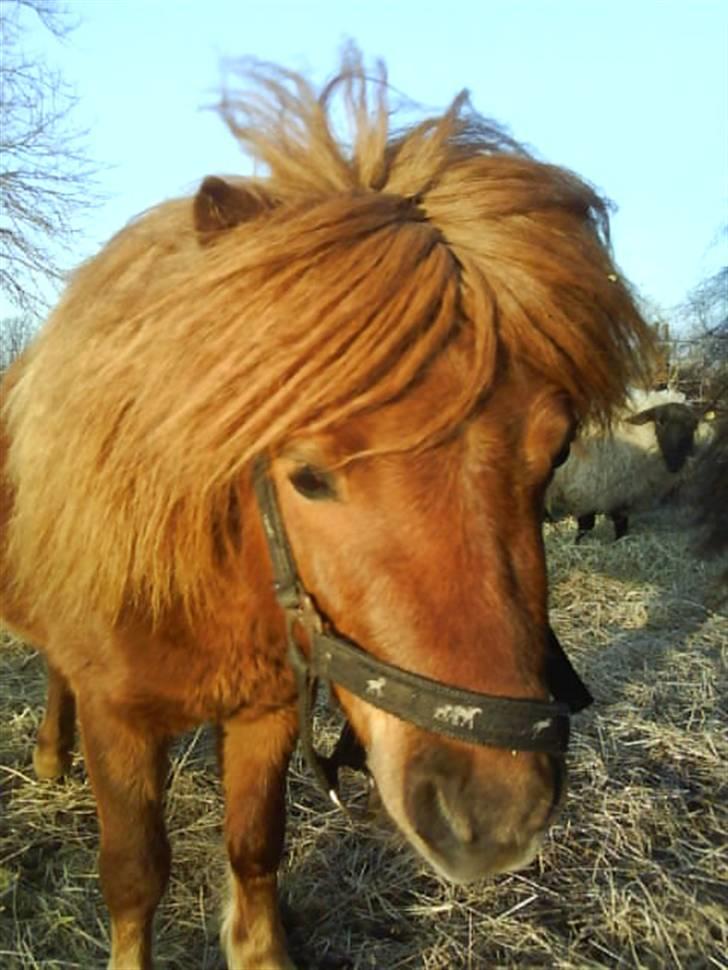 Anden særlig race nuller  billede 9