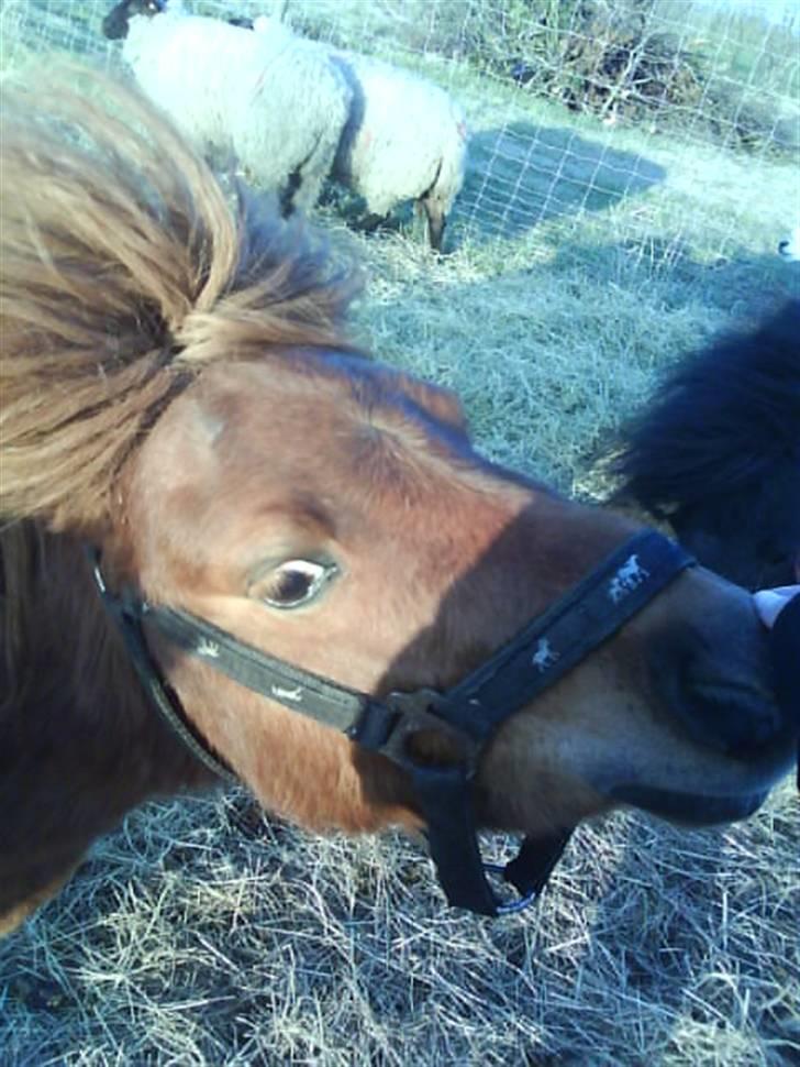 Anden særlig race nuller  billede 10