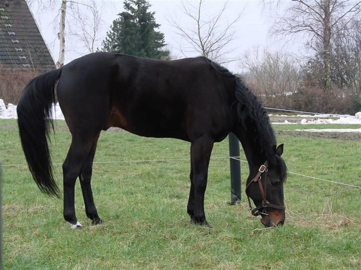 Traver Orlov Replay Mastery  - Her har vi så farmand ;-) billede 11