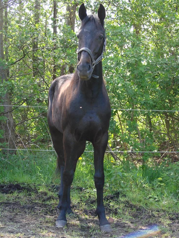 Traver Orlov Replay Mastery  - D. 19/5-09 hos træner billede 12