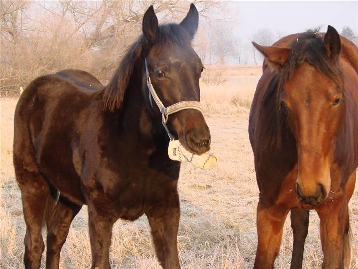 Traver Orlov Replay Mastery  - mums, en dejlig handske :-) billede 13