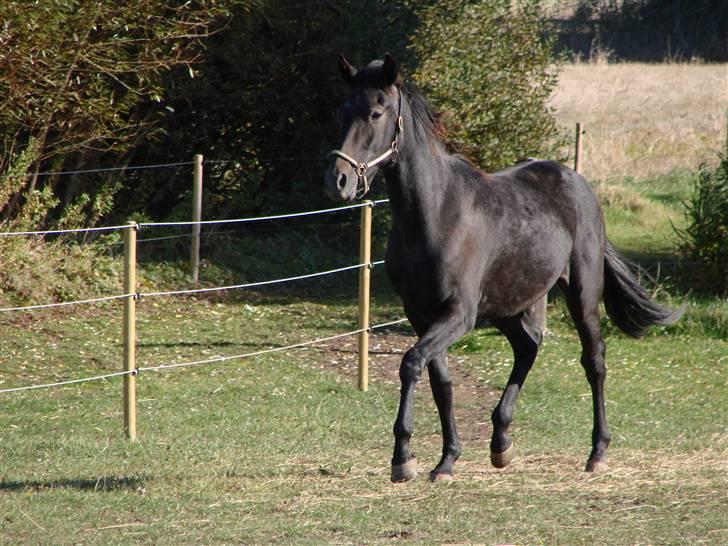 Traver Orlov Replay Mastery  - lige kommet hjem igen - efter ½ år hos træner og på sommergræs. billede 14