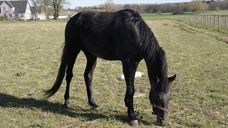 Traver Orlov Replay Mastery  - 3 år billede 16