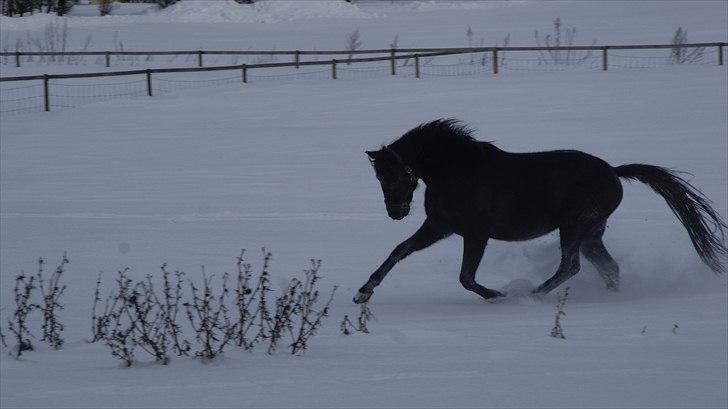 Traver Orlov Replay Mastery  - så kom de endelig ud, efter at ha været sneét inde i 9 dage. 29-12-2010 billede 18