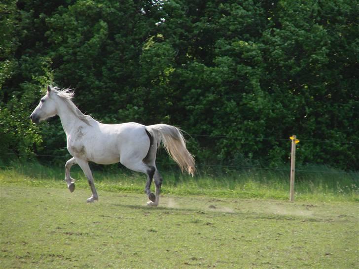 Traver Orlov abita nordhøj - maj 2009 billede 13