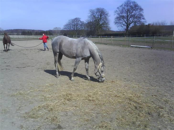 Arabisk fuldblod (OX) Chelima OX 2865 billede 4