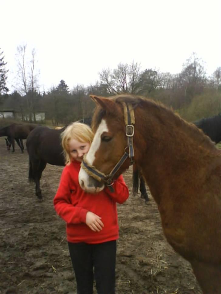 Welsh Pony (sec B) Chilli *Gammel part* billede 13