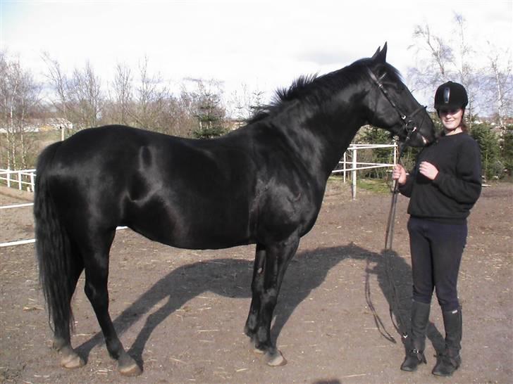 Anden særlig race Blackie billede 9