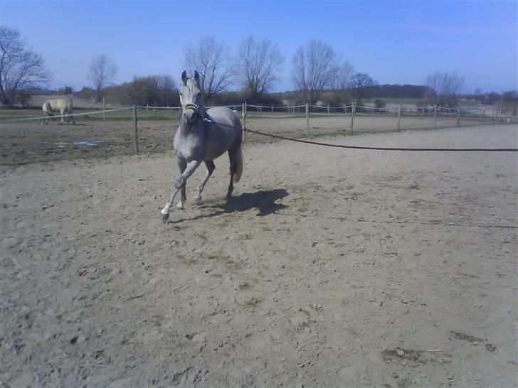 Arabisk fuldblod (OX) Chelima OX 2865 billede 5