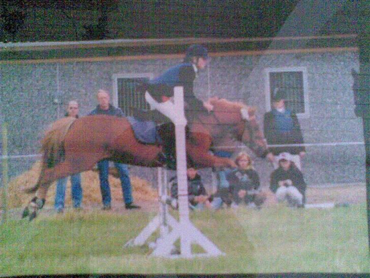 Welsh Pony (sec B) Faxi - Sorry kvalitet, taget med mobil fra et hængende billede fra væggen :b billede 8