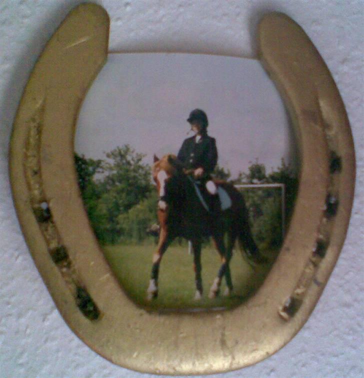 Welsh Pony (sec B) Faxi - Sorry kvalitet, taget med mobil fra væggen som kan ses (: billede 9