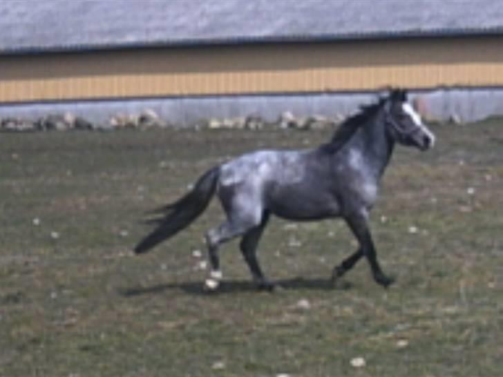 Welsh Pony (sec B) Myandor  - se jeg kan altså godt trave billede 11