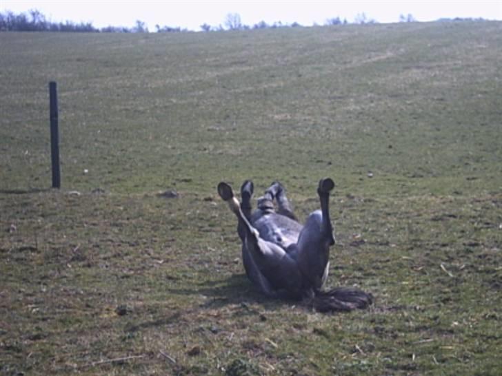 Welsh Pony (sec B) Myandor  - skønt at rulle sig rundt i sandet billede 12